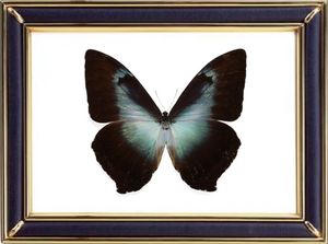 Morpho Cisseis Butterfly Suppliers & Wholesalers - CF Butterfly