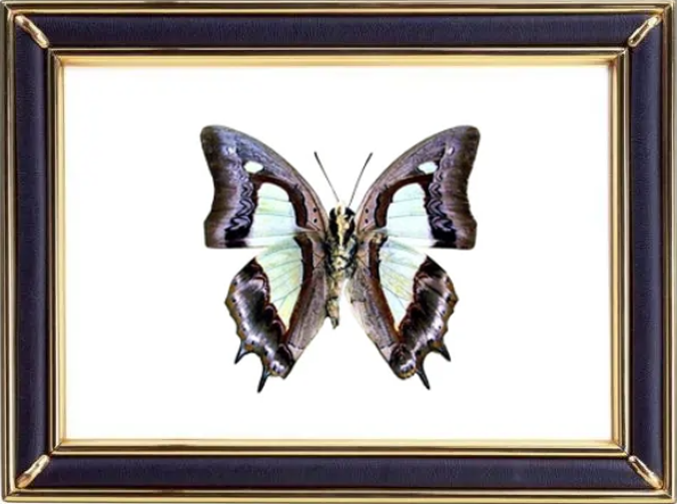 Polyura Schreiber Butterfly Suppliers & Wholesalers - CF Butterfly