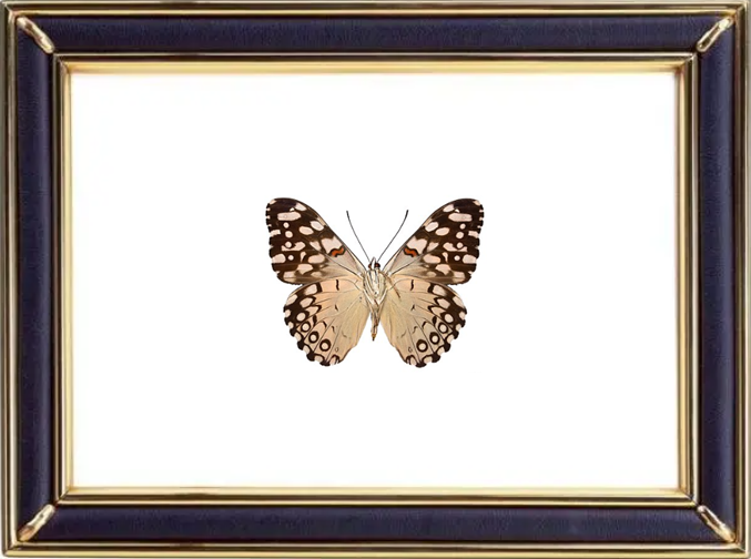 Hamadryas Feronia & Blue Cracker Butterfly Suppliers & Wholesalers - CF Butterfly