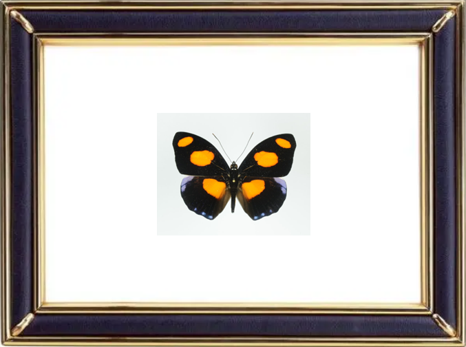 Catonephele Numilia Suppliers & Wholesalers - CF Butterfly