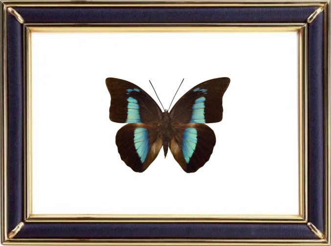Archaeoprepona demophon Suppliers & Wholesalers - CF Butterfly