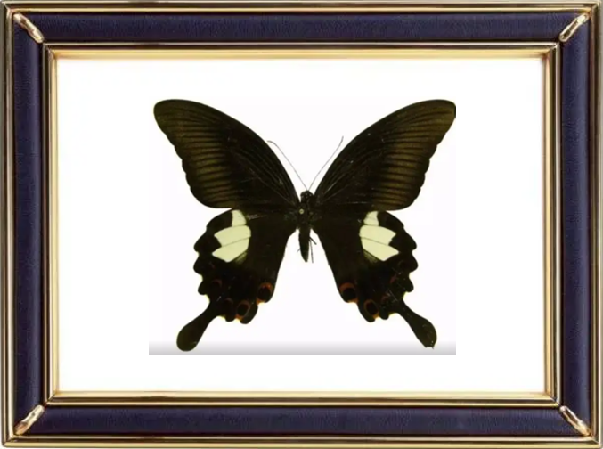 Papilio Helenus & The Red Helen Butterfly Suppliers & Wholesalers - CF Butterfly