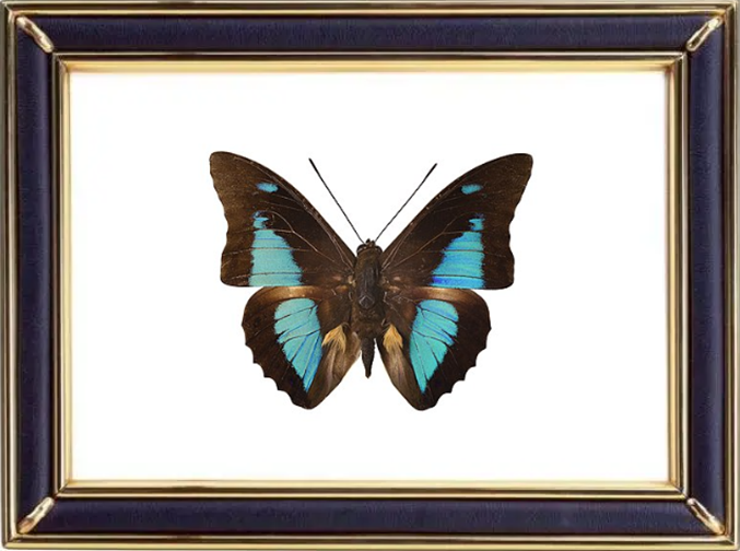 Prepona Laertes Butterfly Suppliers & Wholesalers - CF Butterfly