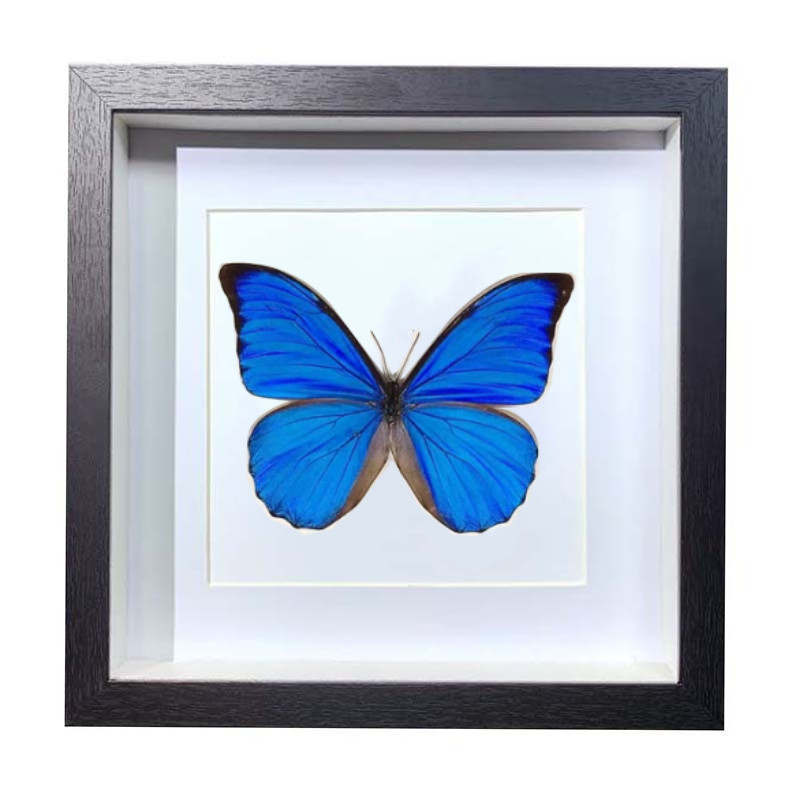 Buy Butterfly Frame Morpho Anaxibia Suppliers & Wholesalers - CF Butterfly