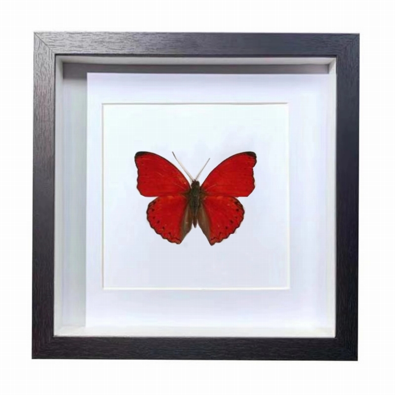 Buy Butterfly Frame Cymothoe Sangaris Suppliers & Wholesalers - CF Butterfly
