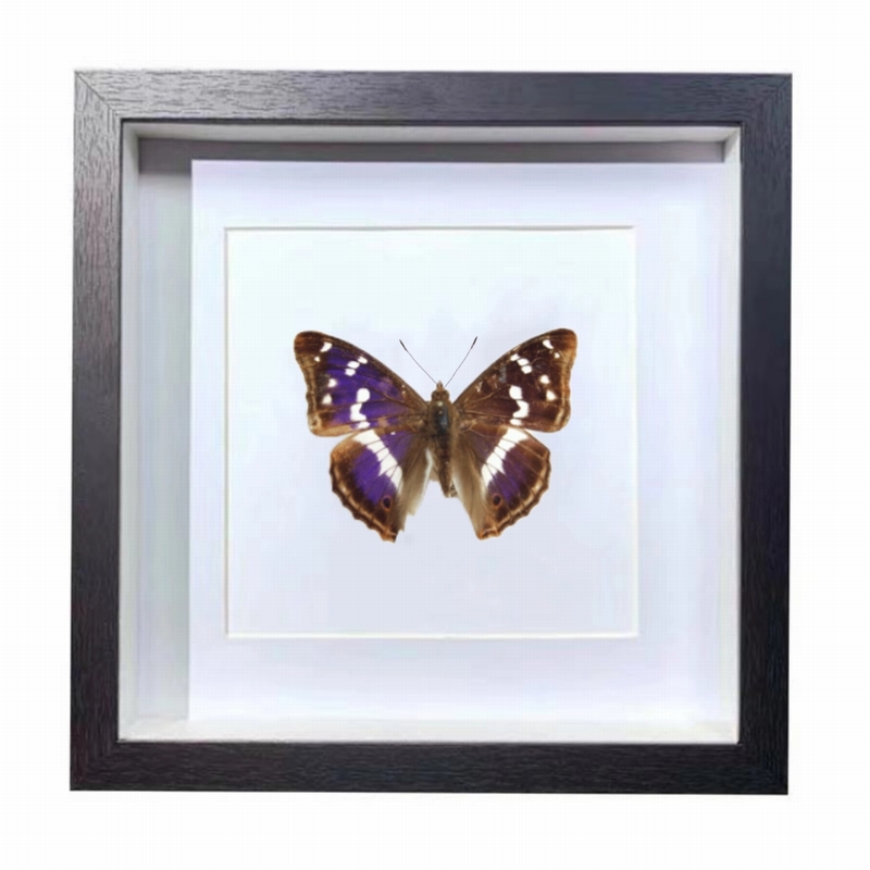 Buy Butterfly Frame Purple Emperor Butterfly Suppliers & Wholesalers - CF Butterfly