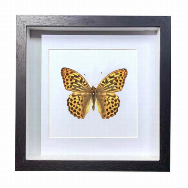 Buy Butterfly Frame Silver Washed Fritillary Suppliers & Wholesalers - CF Butterfly