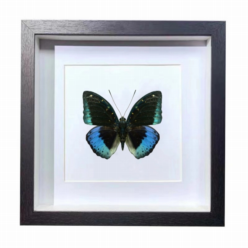 Buy Butterfly Frame Archduke Caterpillar Suppliers & Wholesalers - CF Butterfly