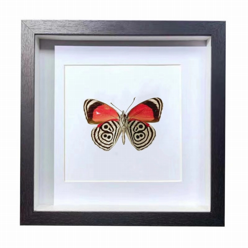 Buy Butterfly Frame Anna's 88 Butterfly Suppliers & Wholesalers - CF Butterfly