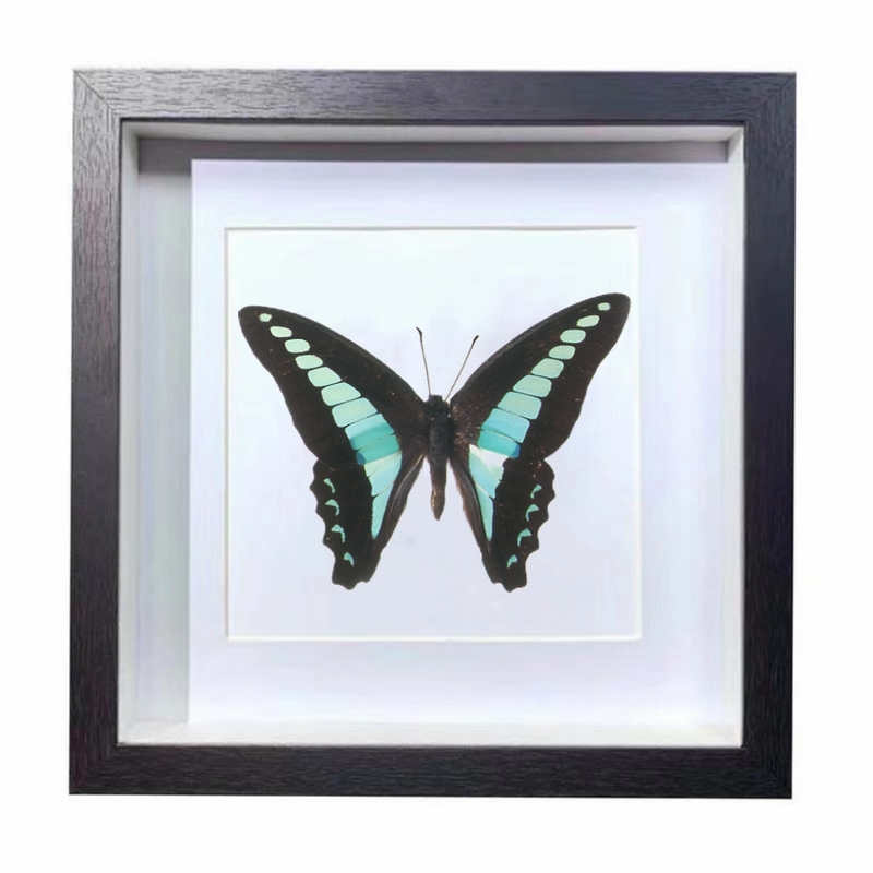 Buy Butterfly Frame Graphium Sarpedon Suppliers & Wholesalers - CF Butterfly