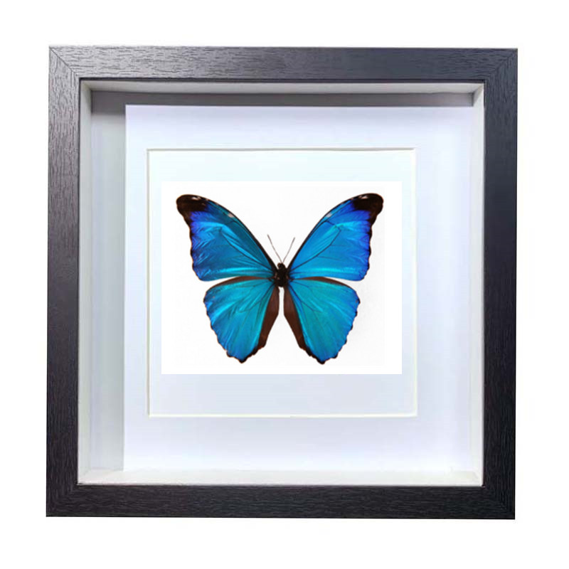 Buy Butterfly Frame Morpho Absoloni Suppliers & Wholesalers - CF Butterfly