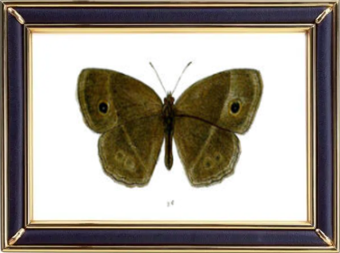 Mycalesis Mineus Butterfly Suppliers & Wholesalers - CF Butterfly
