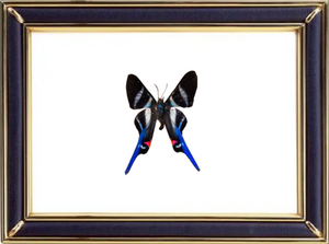 Rhetus Arcius Butterfly Suppliers & Wholesalers - CF Butterfly