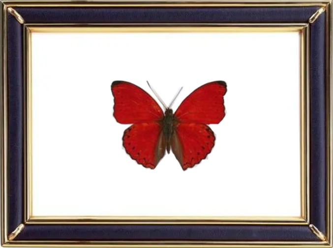 Cymothoe Sangaris & Blood-red Glider Suppliers & Wholesalers - CF Butterfly