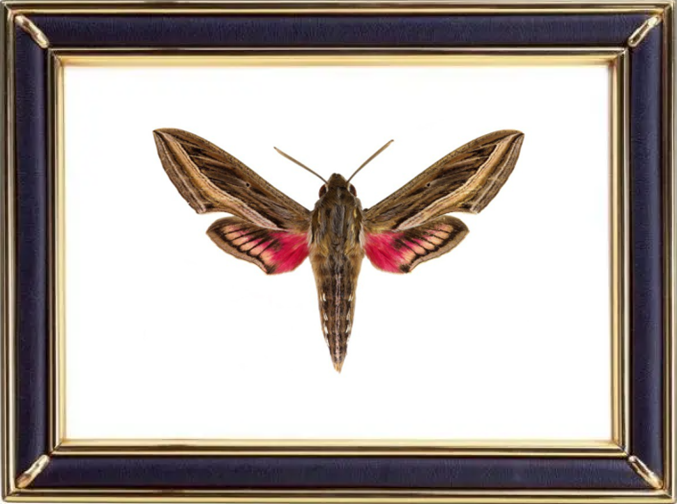 Hippotion Celerio & Vine Hawk Moths Suppliers & Wholesalers - CF Butterfly