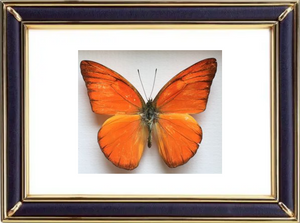 Appias Nero Butterfly Suppliers & Wholesalers - CF Butterfly