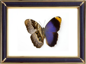 Caligo Atreus Butterfly Suppliers & Wholesalers - CF Butterfly