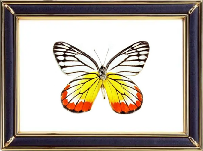 Delias Hyparete & Painted Jezebel Butterfly Suppliers & Wholesalers - CF Butterfly