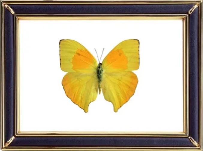 Phoebis Neocypris Rurina Butterfly Suppliers & Wholesalers - CF Butterfly