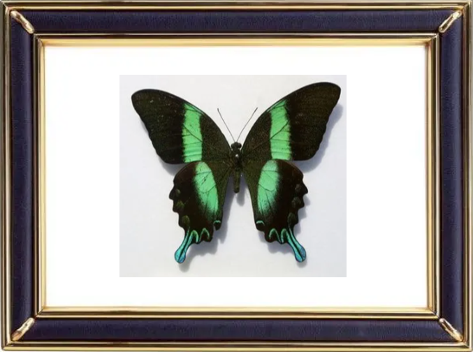 Papilio Blumei & Green Swallowtail Butterfly Suppliers & Wholesalers - CF Butterfly