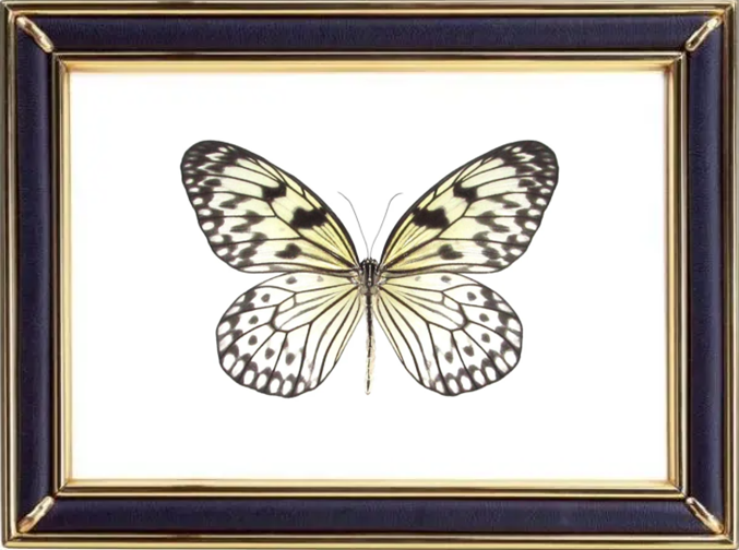 Paper Kite Butterfly & Rice Paper Butterfly Suppliers & Wholesalers - CF Butterfly