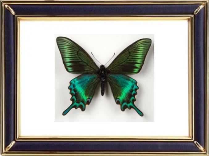 Papilio Bianor & Chinese Peacock Butterfly Suppliers & Wholesalers - CF Butterfly