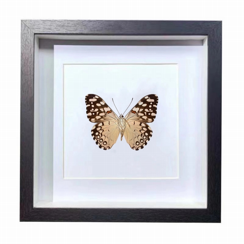 Buy Butterfly Frame Hamadryas Feronia Suppliers & Wholesalers - CF Butterfly