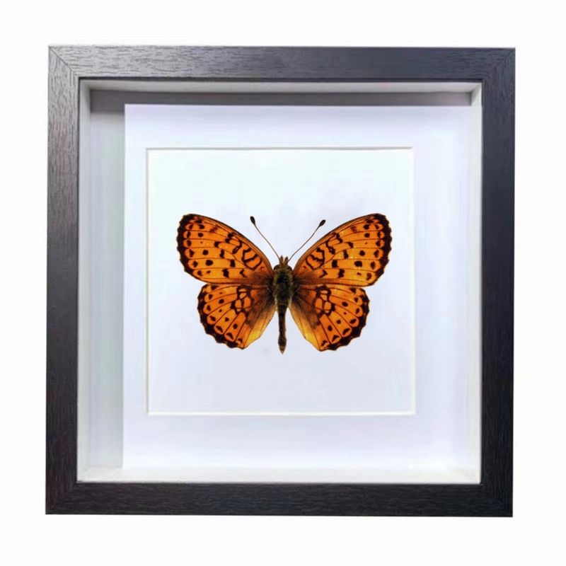 Buy Butterfly Frame Brenthis Ino Suppliers & Wholesalers - CF Butterfly