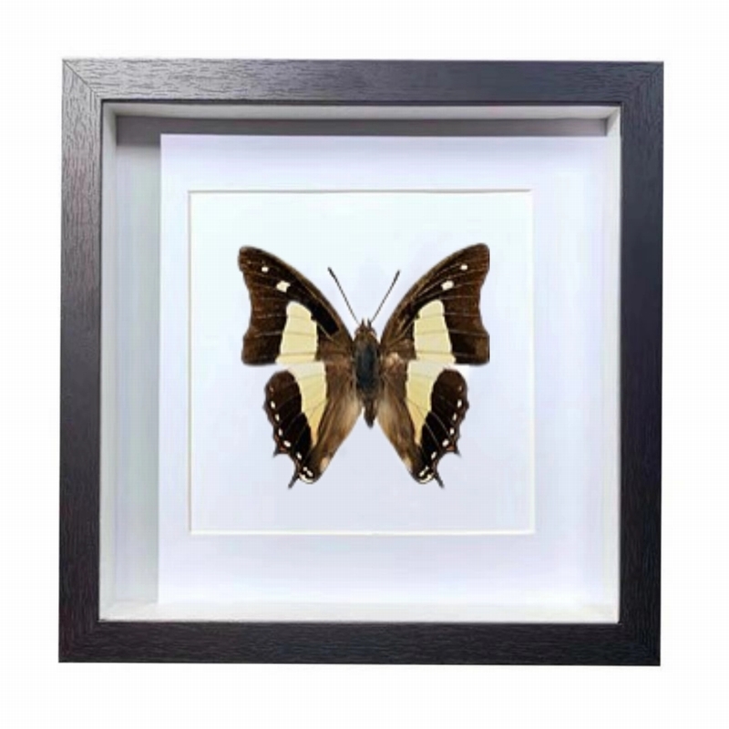 Buy Butterfly Frame Common Nawab Suppliers & Wholesalers - CF Butterfly