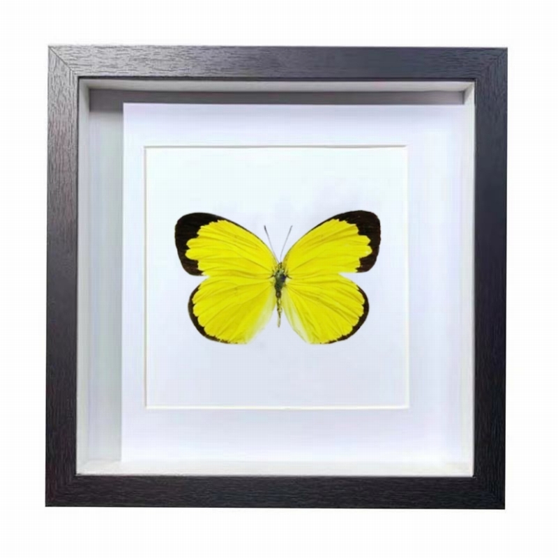 Buy Butterfly Frame Eurema Hecabe Suppliers & Wholesalers - CF Butterfly
