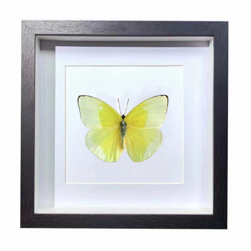 Buy Butterfly Frame Phoebis Statira Suppliers & Wholesalers - CF Butterfly