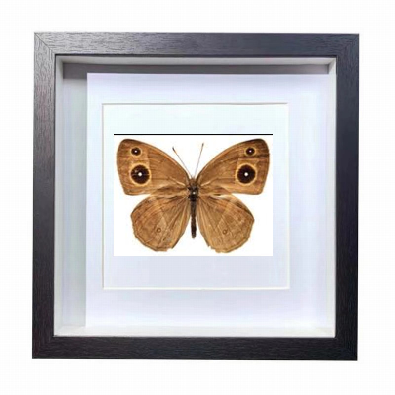 Buy Butterfly Frame Mycalesis Gotama Moore Suppliers & Wholesalers - CF Butterfly