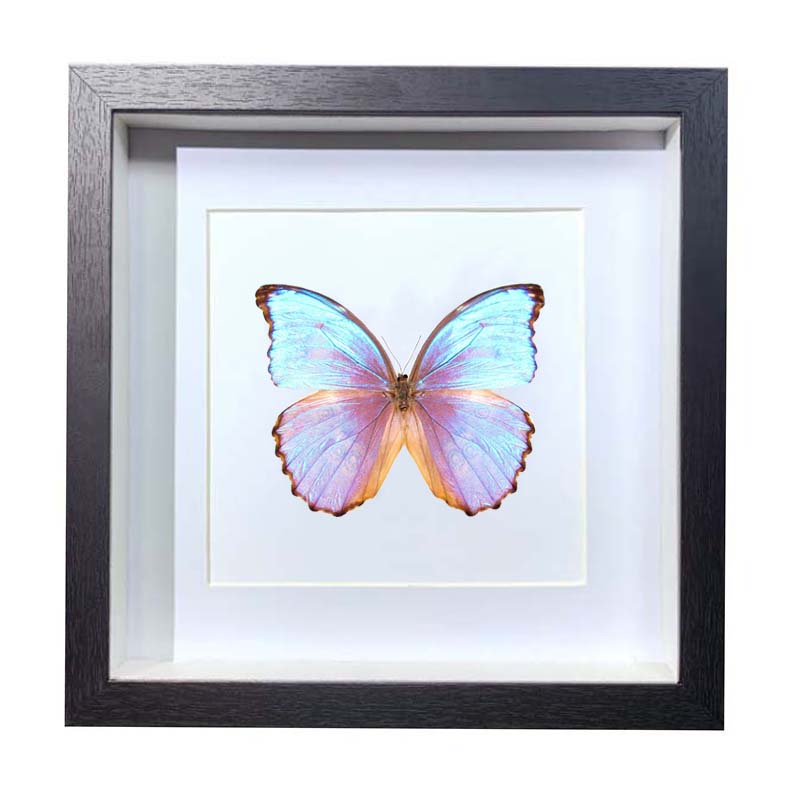 Buy Butterfly Frame Morpho Godarti Suppliers & Wholesalers - CF Butterfly