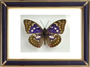 Euploea Core & Common Crow Butterfly Suppliers & Wholesalers - CF Butterfly