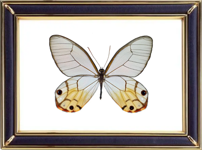 Haetera Piera & Amber Phantom Butterfly Suppliers & Wholesalers - CF Butterfly