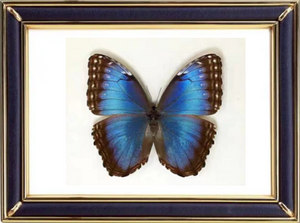 Blue Morpho Helenor Butterfly Suppliers & Wholesalers - CF Butterfly