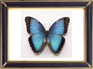 Blue Morpho Peleides Butterfly Suppliers & Wholesalers - CF Butterfly