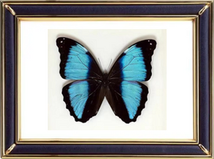 Morpho Deidamia Butterfly Suppliers & Wholesalers - CF Butterfly