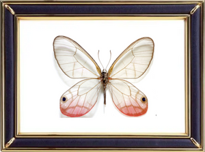 Cithaerias Pireta & Blushing Phantom Butterfly Suppliers & Wholesalers - CF Butterfly