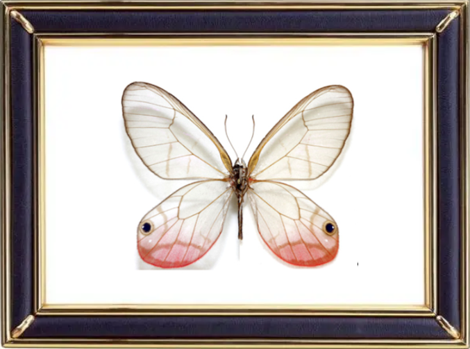 Cithaerias Pireta & Blushing Phantom Butterfly Suppliers & Wholesalers - CF Butterfly