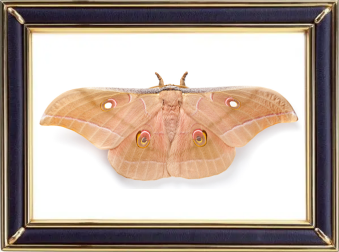 Antheraea Pernyi & Chinese Oak Silk Moths Suppliers & Wholesalers - CF Butterfly