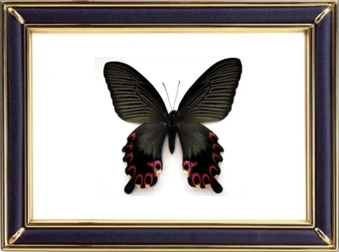 Papilio Protenor Butterfly Suppliers & Wholesalers - CF Butterfly