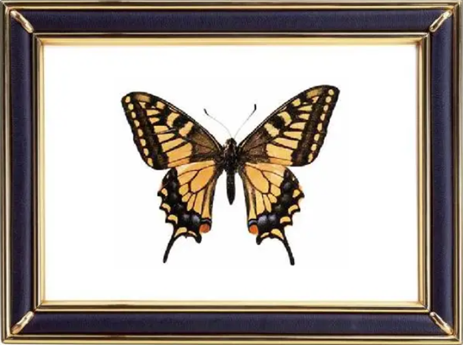 Papilio Machaon Linnaeus Butterfly Suppliers & Wholesalers - CF Butterfly