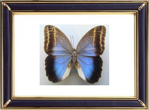 Caligo Illioneus Butterfly Suppliers & Wholesalers - CF Butterfly