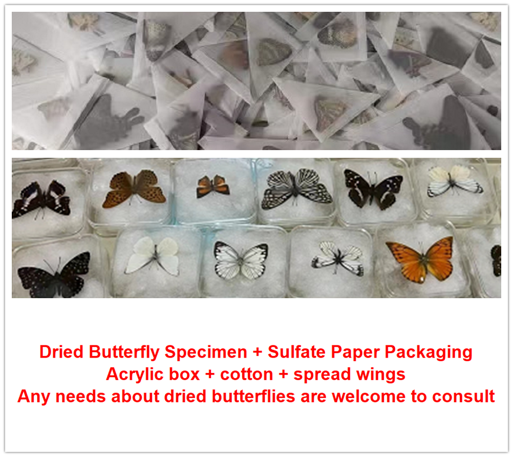 Graphium Doson & Common Jay Butterfly Suppliers & Wholesalers - CF Butterfly