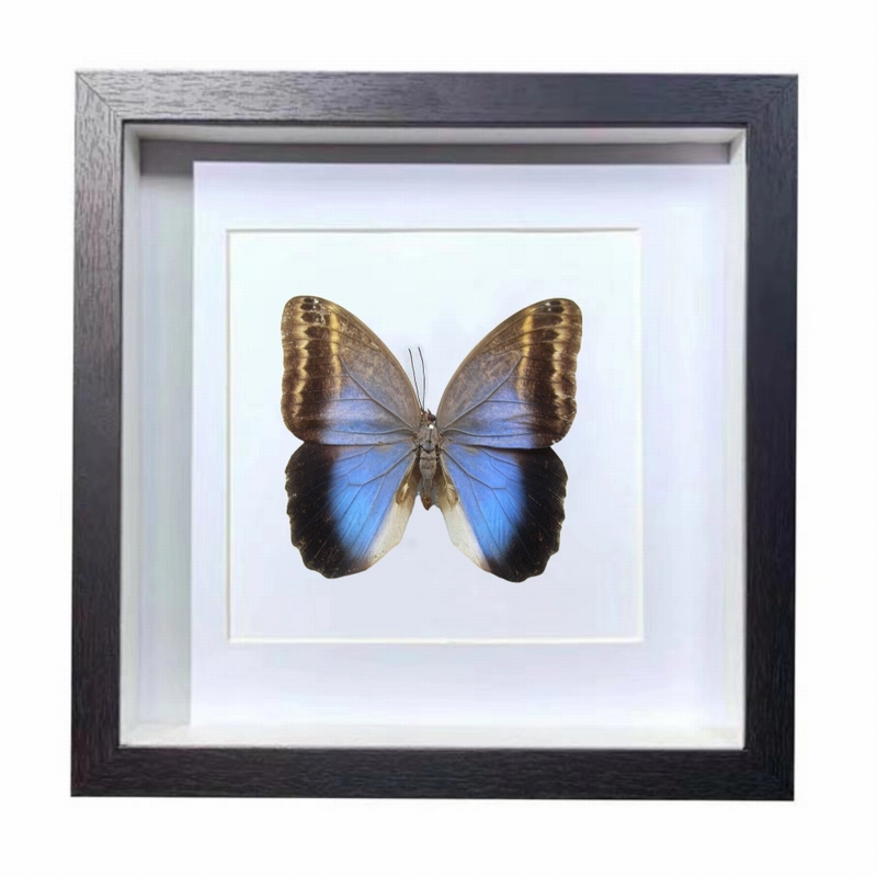 Buy Butterfly Frame Caligo Illioneus Suppliers & Wholesalers - CF Butterfly