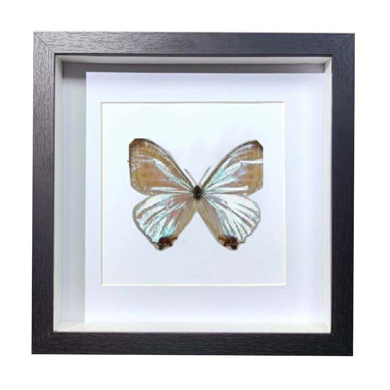 Buy Butterfly Frame Morpho Lympharis Suppliers & Wholesalers - CF Butterfly