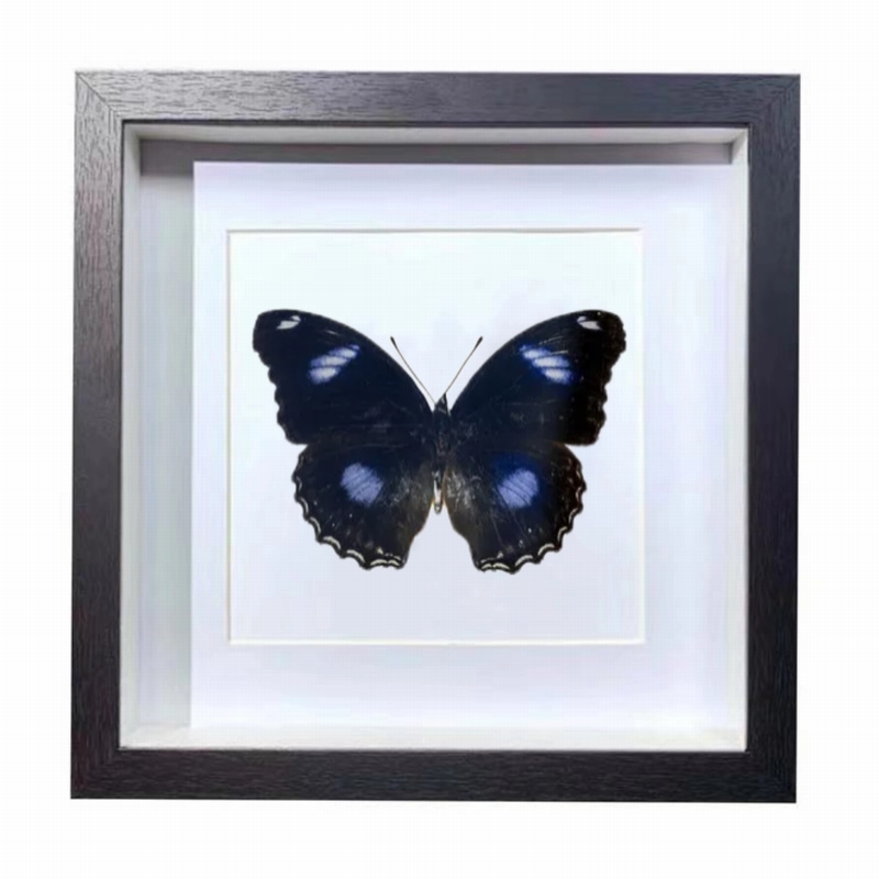 Buy Butterfly Frame Blue Moon Butterfly Suppliers & Wholesalers - CF Butterfly