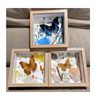 Buy Butterfly Frame Phoebis Philea Suppliers & Wholesalers - CF Butterfly