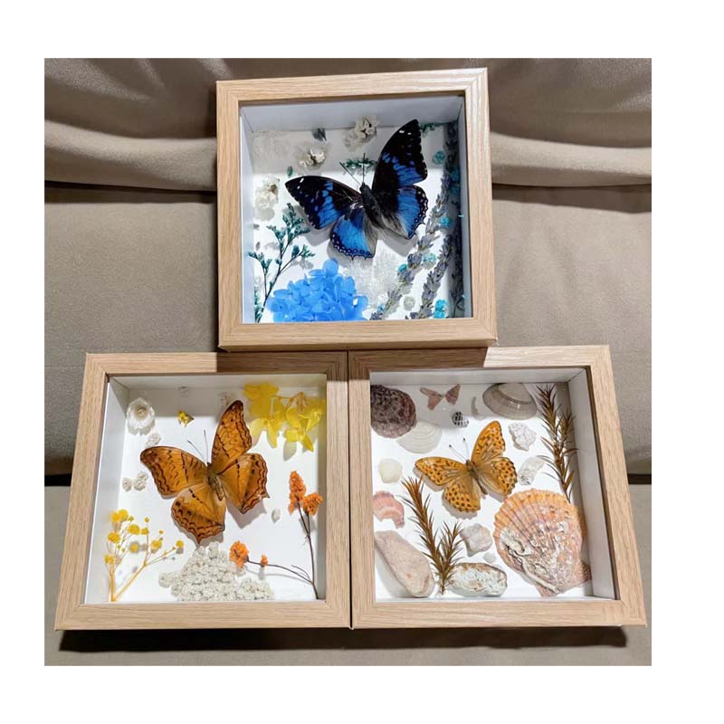 Buy Butterfly Frame Coenonympha Glycerion Suppliers & Wholesalers - CF Butterfly